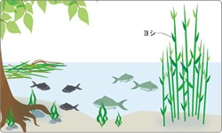 ヨシ群落での魚の産卵や生息の様子